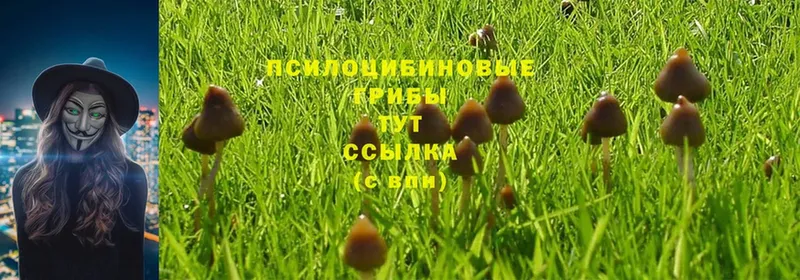 Псилоцибиновые грибы Psilocybe  хочу   Знаменск 